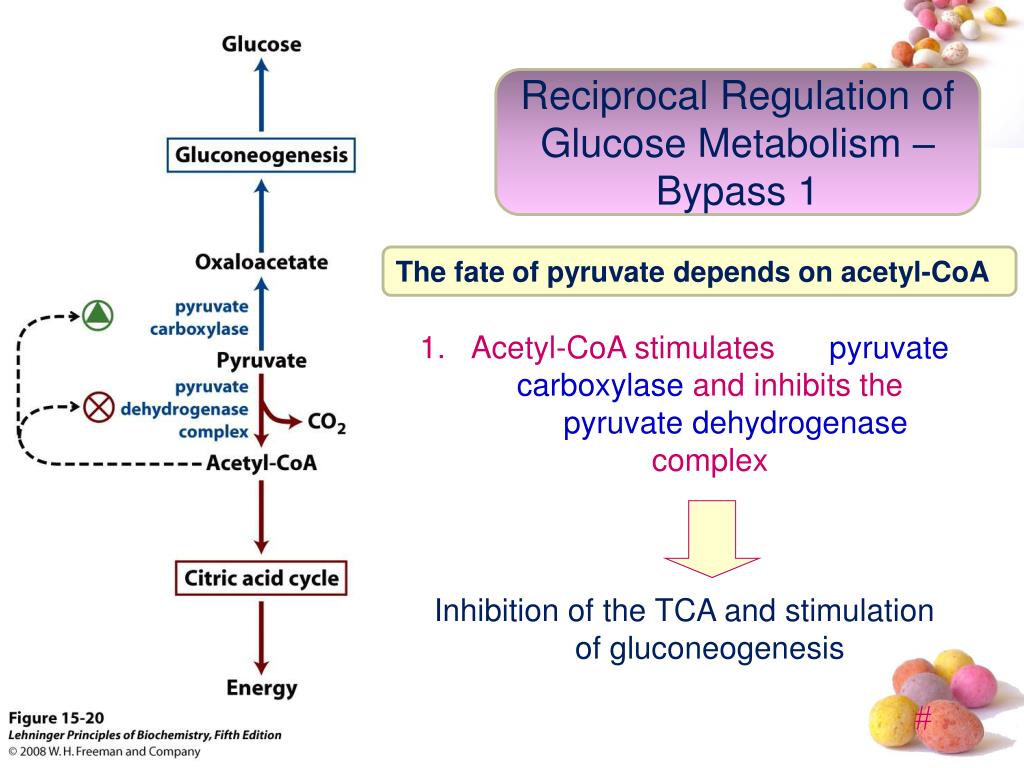 PPT GLUCONEOGENESIS PowerPoint Presentation, free download ID4291748