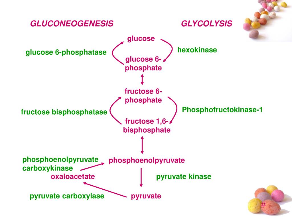 PPT GLUCONEOGENESIS PowerPoint Presentation, free download ID4291748
