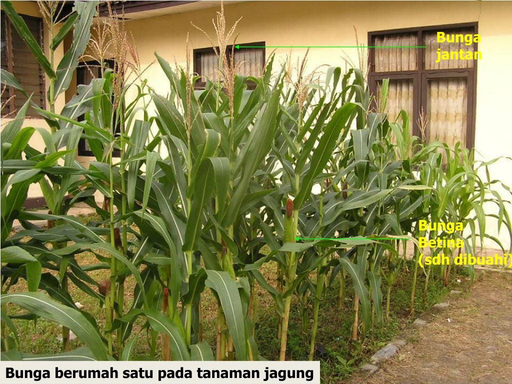Gambar Bunga Jagung Jantan Dan Betina GAMBAR BUNGA