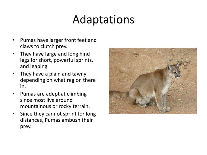 PPT Puma By LeQuinn Cole PowerPoint Presentation ID4299224