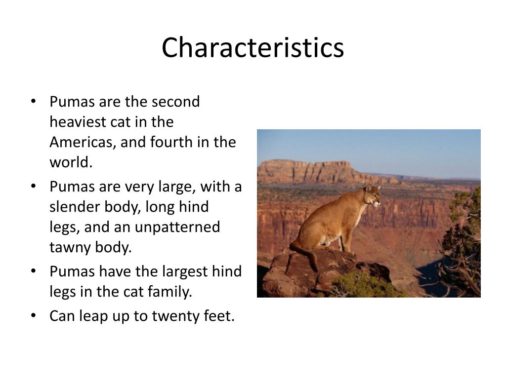 PPT Puma By LeQuinn Cole PowerPoint Presentation, free download ID