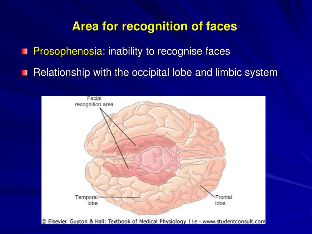 PPT Cerebral Cortex, Intellectual Functions of the Brain, Learning