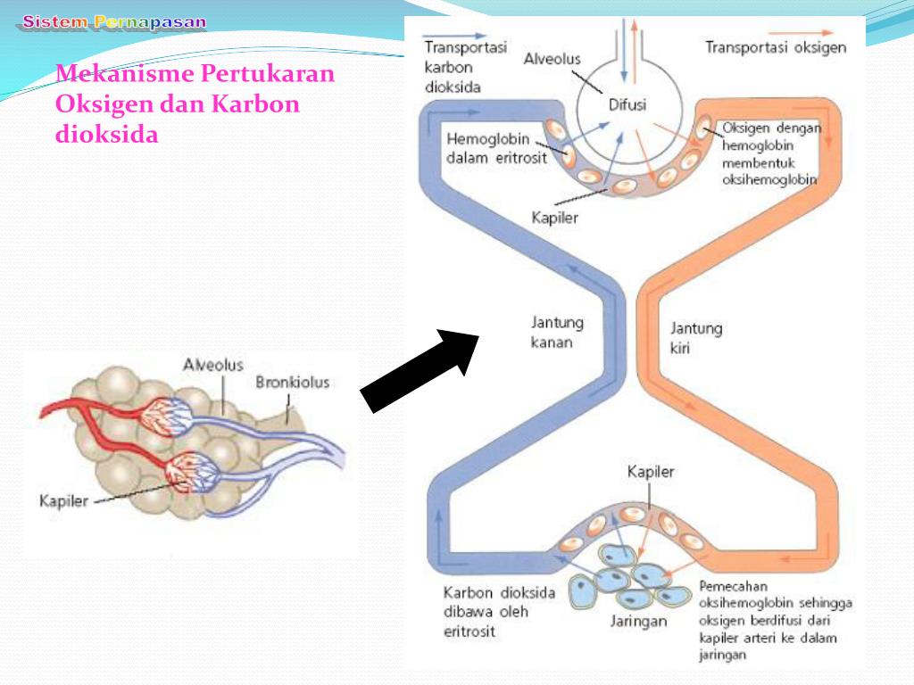 PPT SYSTEM RESPIRATORY PowerPoint Presentation, free download ID