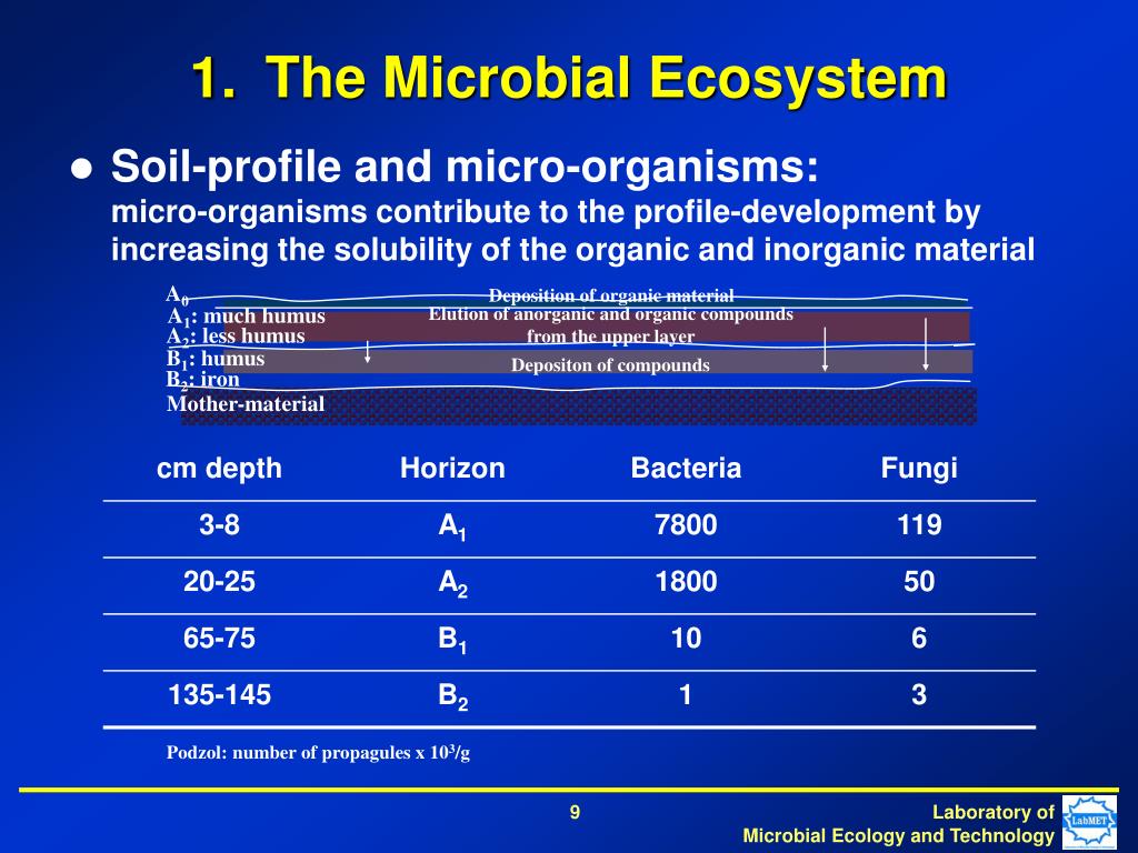 PPT Microbial Life in Soil PowerPoint Presentation, free download