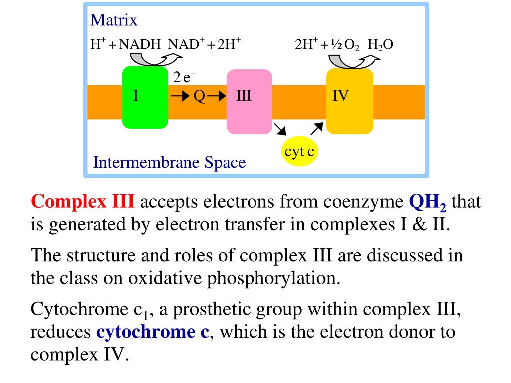 PPT Electron Transfer Chain PowerPoint Presentation, free download