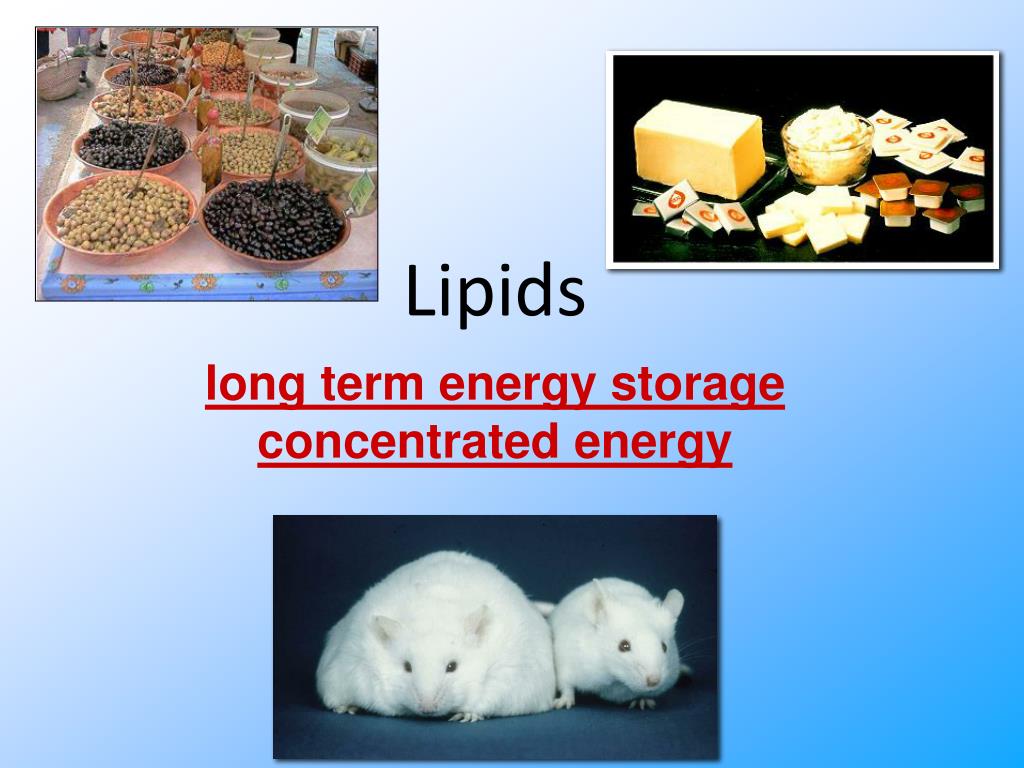 PPT Lipids PowerPoint Presentation, free download ID4305710