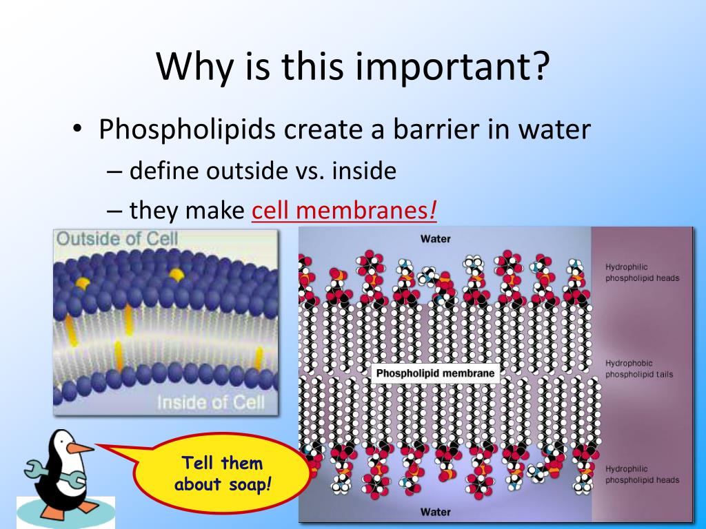 PPT Lipids PowerPoint Presentation, free download ID4305710