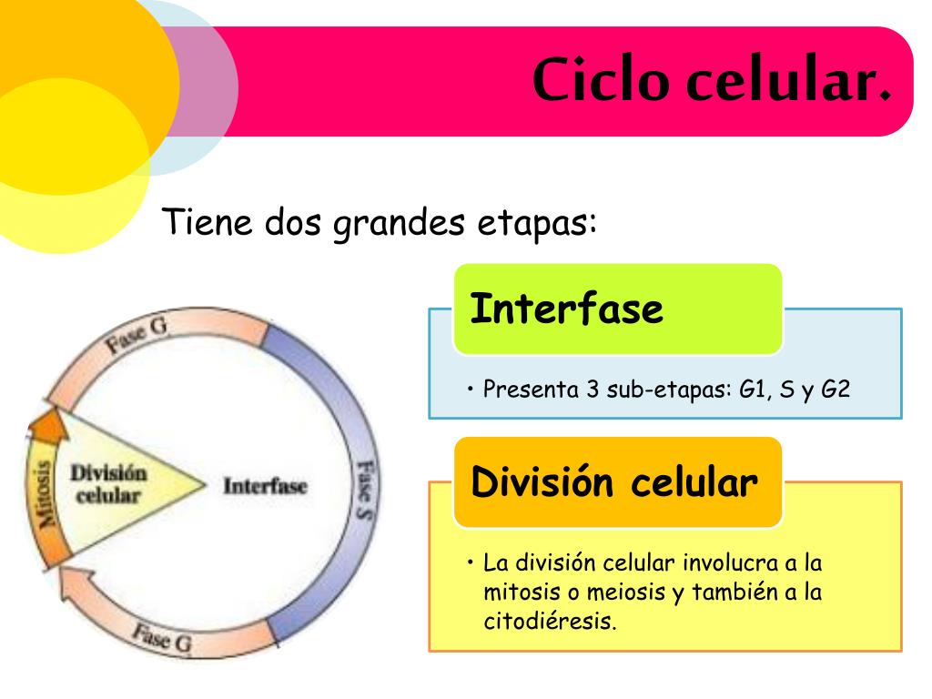Fases Del Ciclo Celular Images
