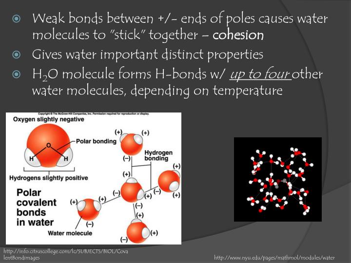 PPT CHAPTER 5 Water and Seawater PowerPoint Presentation ID4307707