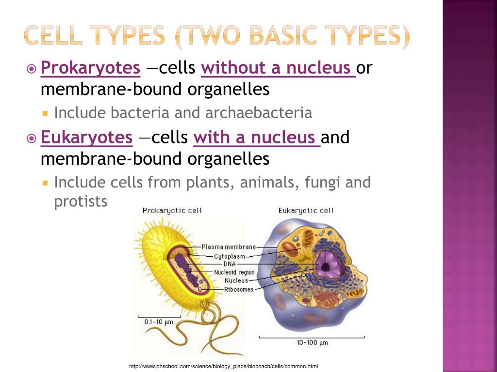 PPT Chapter 4 PowerPoint Presentation, free download ID4309084
