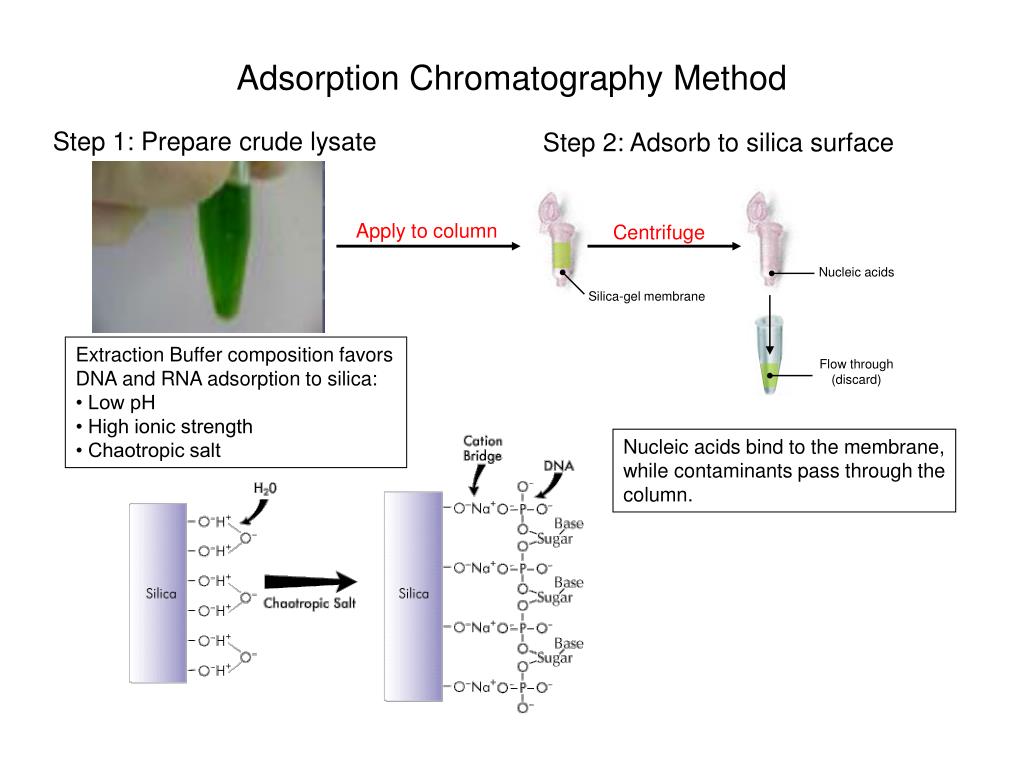 PPT Isolation and Quantification of Nucleic Acids in Plants