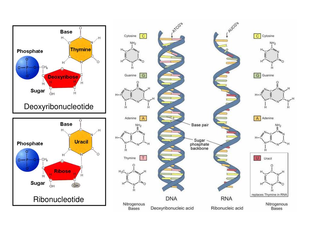 PPT Isolation and Quantification of Nucleic Acids in Plants