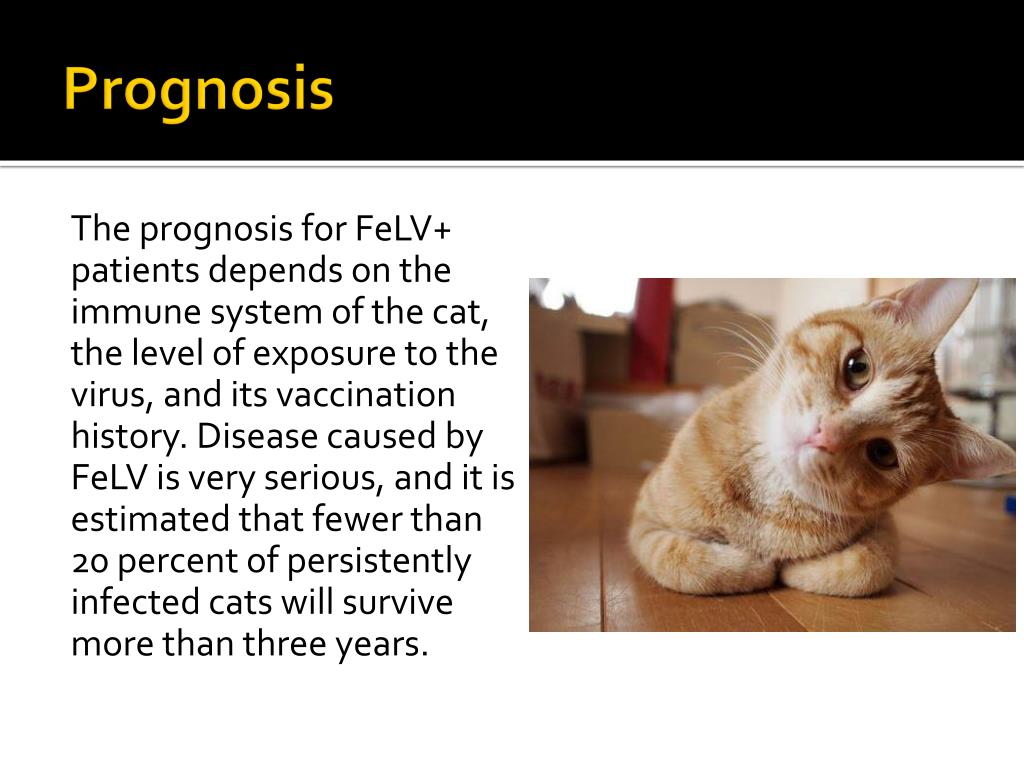 PPT Feline Leukemia Virus PowerPoint Presentation, free download ID