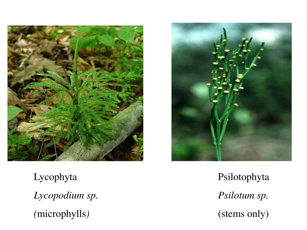 PPT Kingdom Plantae Lower Plants, Organization, Morphology and Reproduction PowerPoint