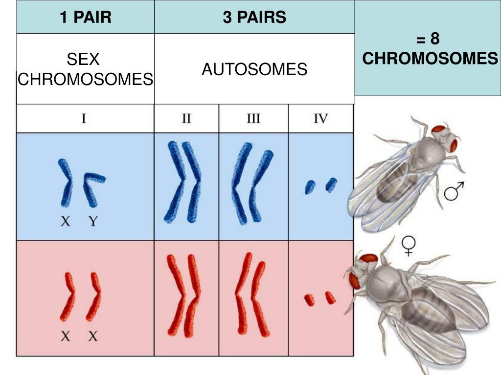 PPT • Chromosomal Inheritance Human XLinked Disorders Gene Linkage