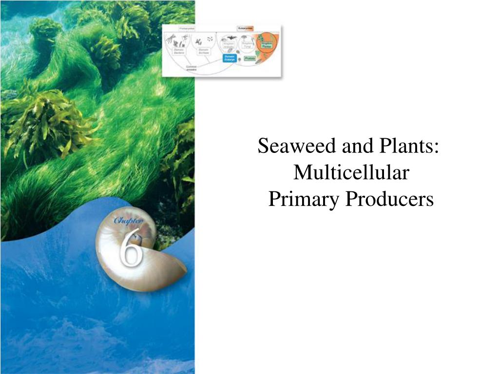 PPT Seaweed and Plants Multicellular Primary Producers PowerPoint Presentation ID4332235