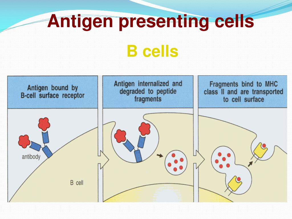 PPT Antigen presenting cells and antigen presentation PowerPoint Presentation ID4333770