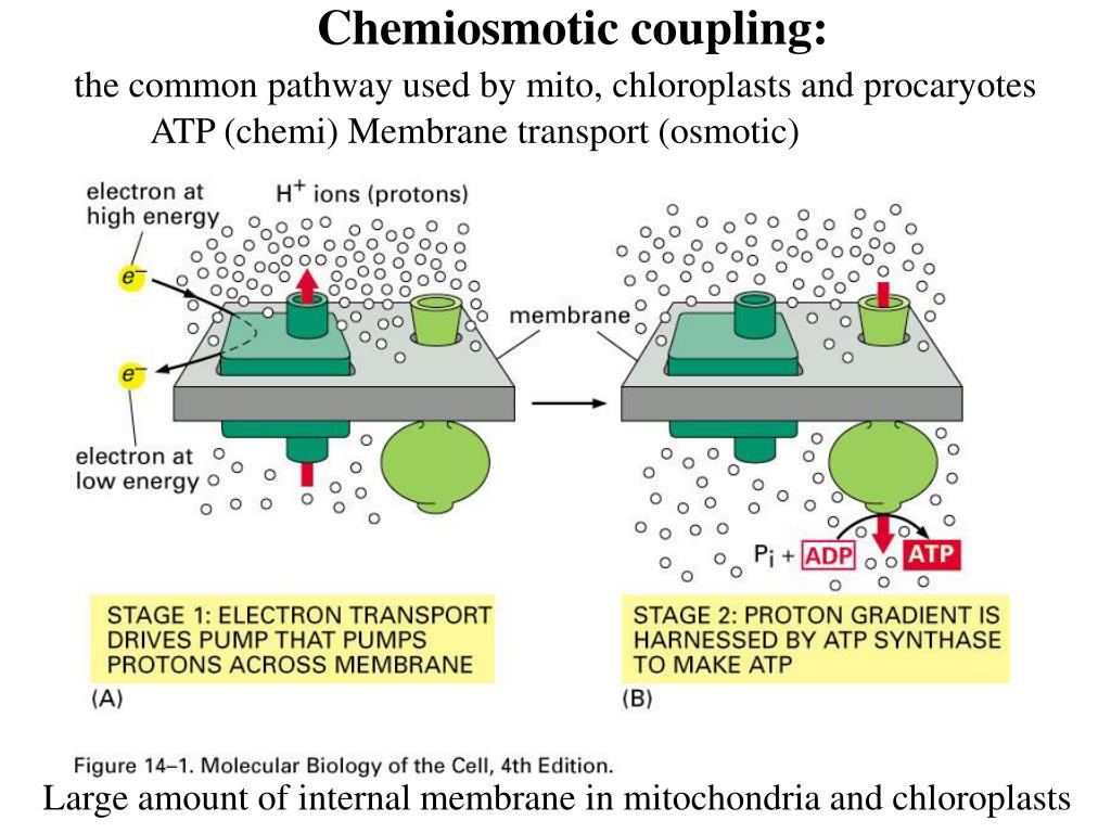 PPT Lecture 12 Energy Conversion Mitochondria and Chloroplasts PowerPoint Presentation ID