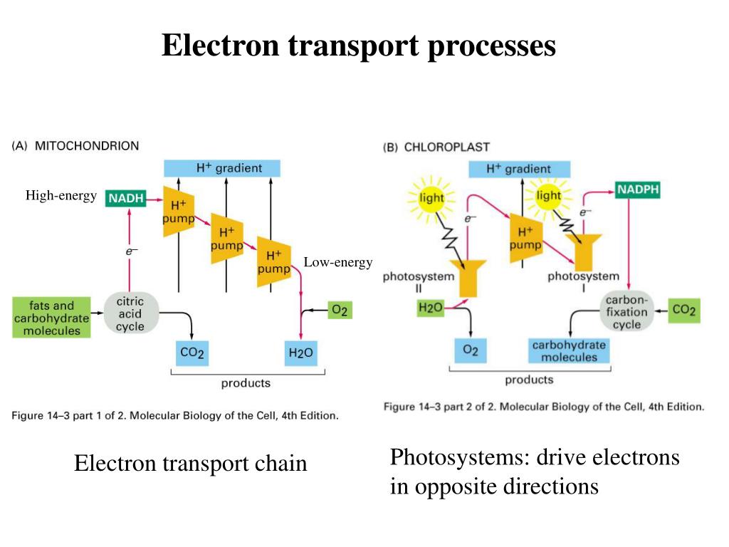 PPT Lecture 12 Energy Conversion Mitochondria and Chloroplasts PowerPoint Presentation ID