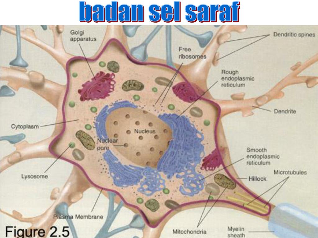 PPT Histologi Jaringan Syaraf PowerPoint Presentation, free download