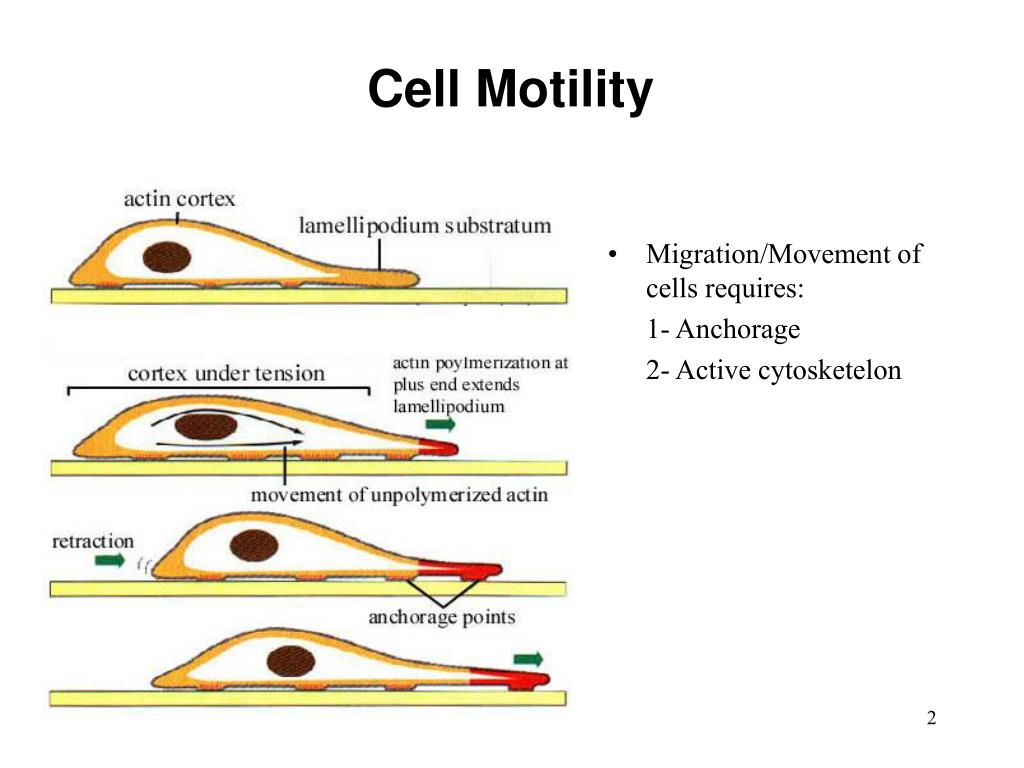 PPT CELLULAR MOTILITY Lecture 5 January 20th, 2006 PowerPoint