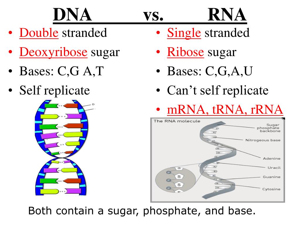 PPT DNA/RNA, Transcription/Translation, & Mitosis/Meiosis Review
