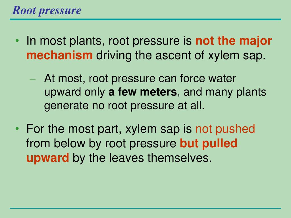 PPT Water Transport in Vascular Plants PowerPoint Presentation, free