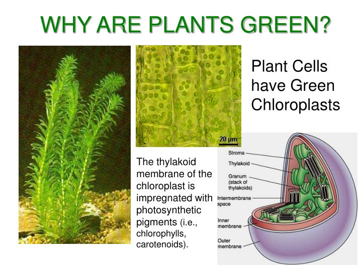 PPT CHLOROPLAST PowerPoint Presentation ID4346703