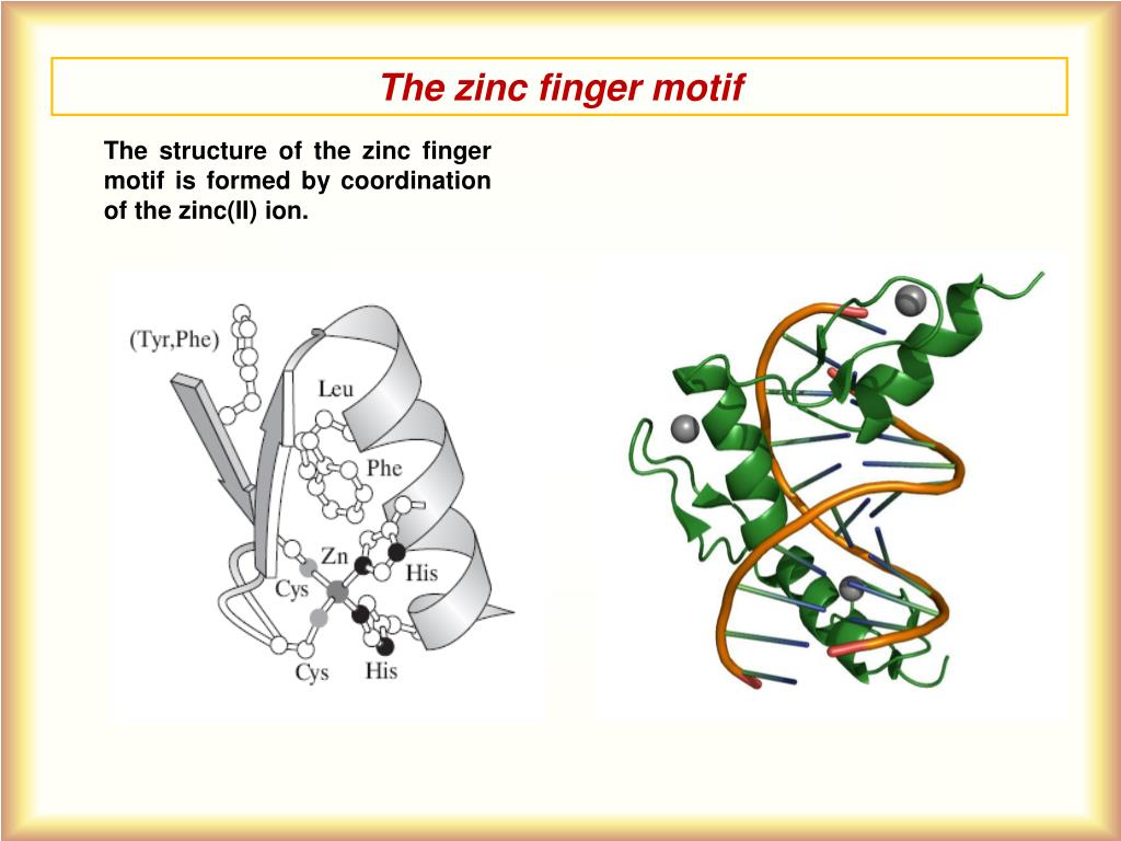 PPT Hydrolytic enzymes PowerPoint Presentation, free download ID