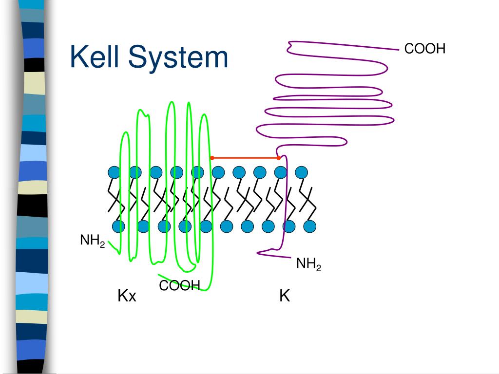 PPT Back to Immunohematology PowerPoint Presentation, free