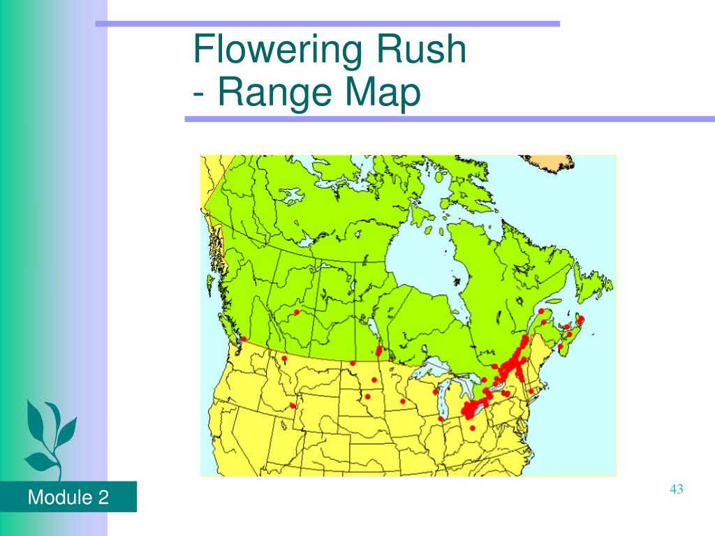 PPT Invasive Species PowerPoint Presentation, free download ID4351052