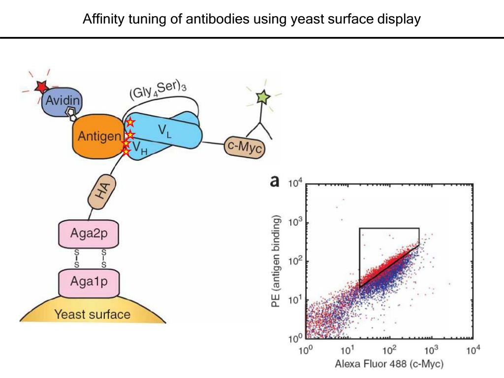PPT Affinity tuning of antibodies using yeast surface display