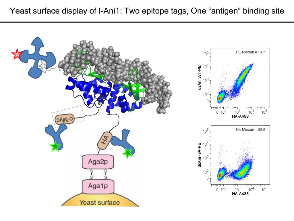 PPT Affinity tuning of antibodies using yeast surface display