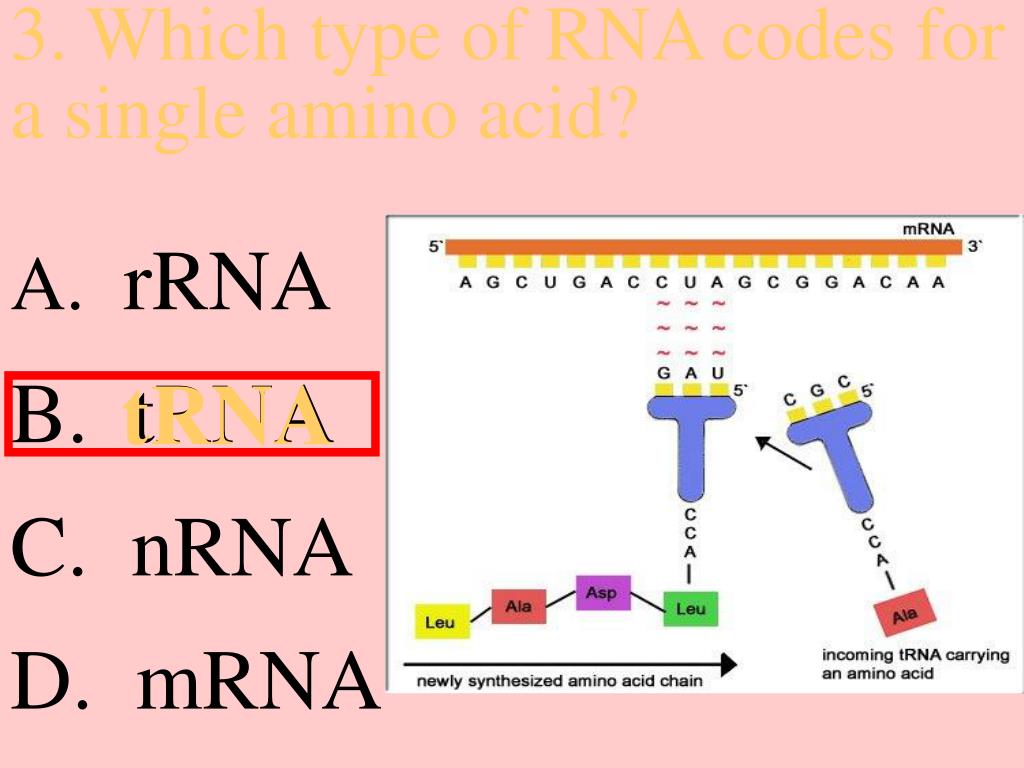 PPT FL 24 tRNA’s Role in Protein Synthesis PowerPoint Presentation