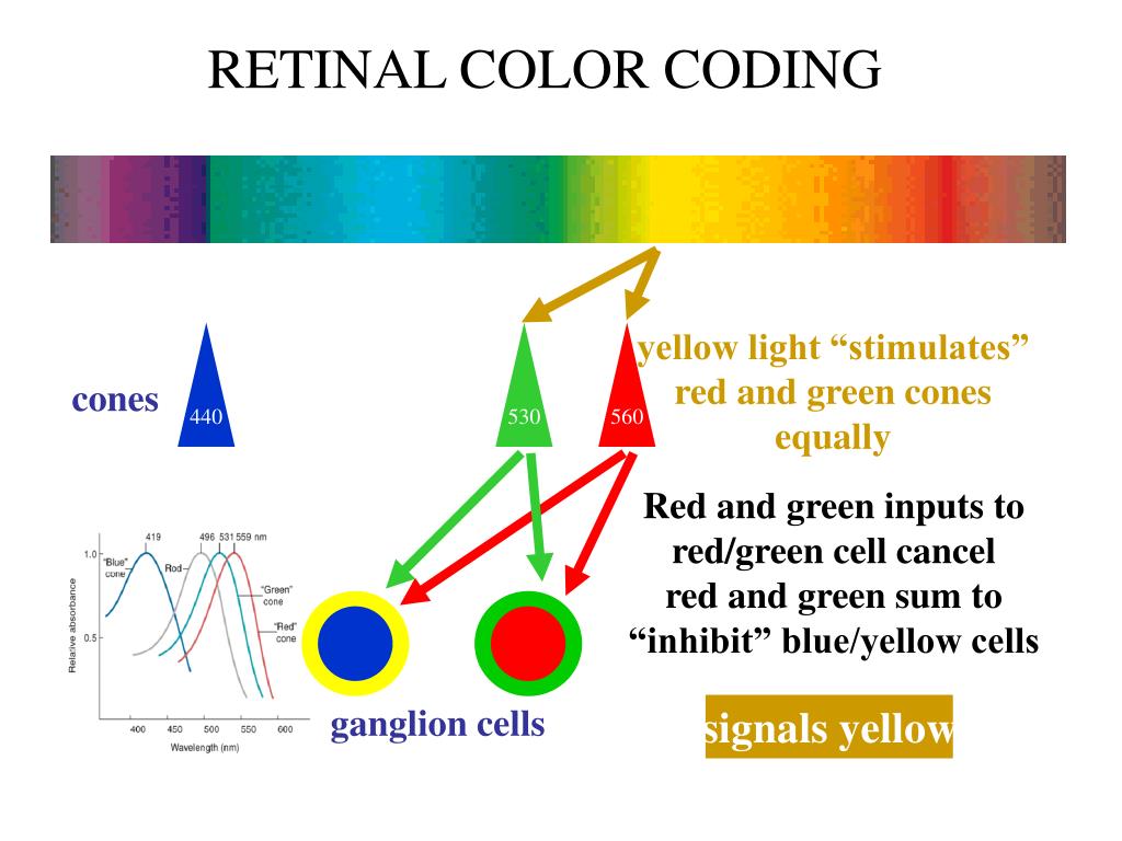 PPT Color vision PowerPoint Presentation, free download ID4374190