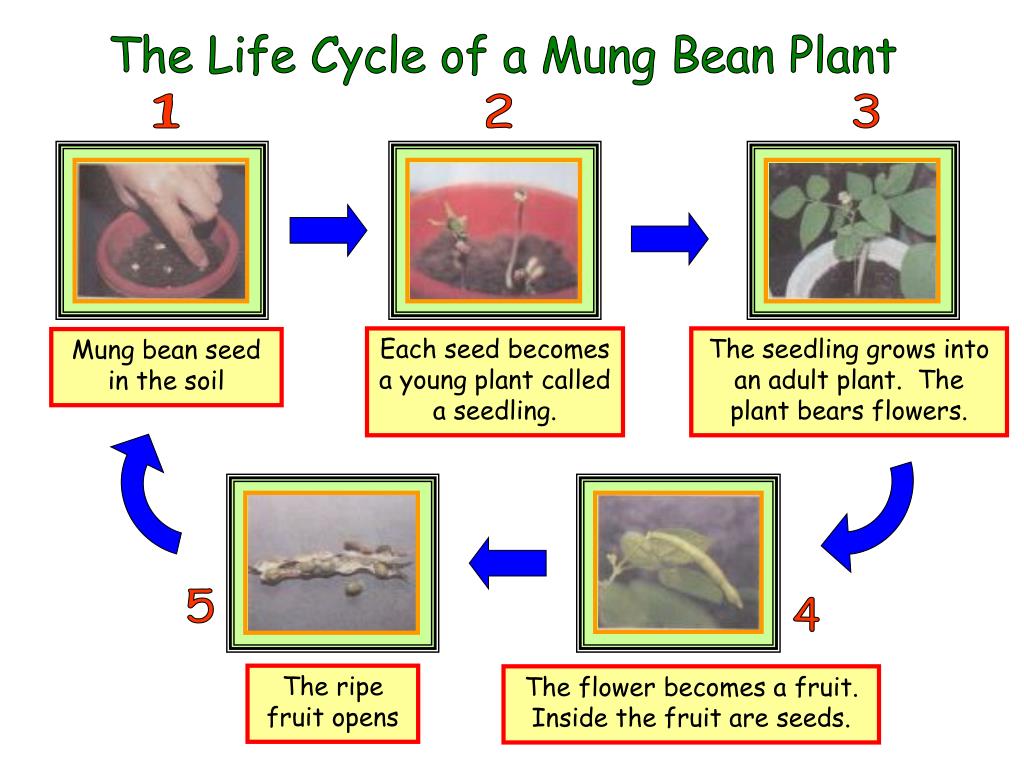 PPT The Life Cycle of a Mung Bean Plant PowerPoint Presentation, free