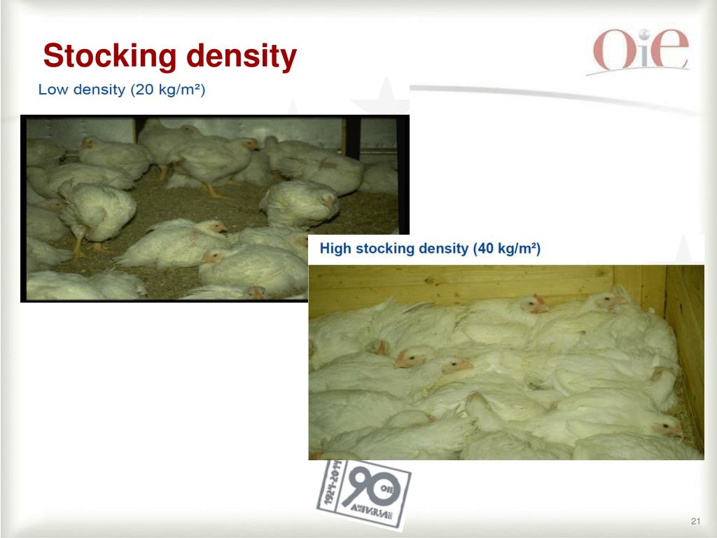 PPT OIE Animal welfare standards broiler chicken production systems