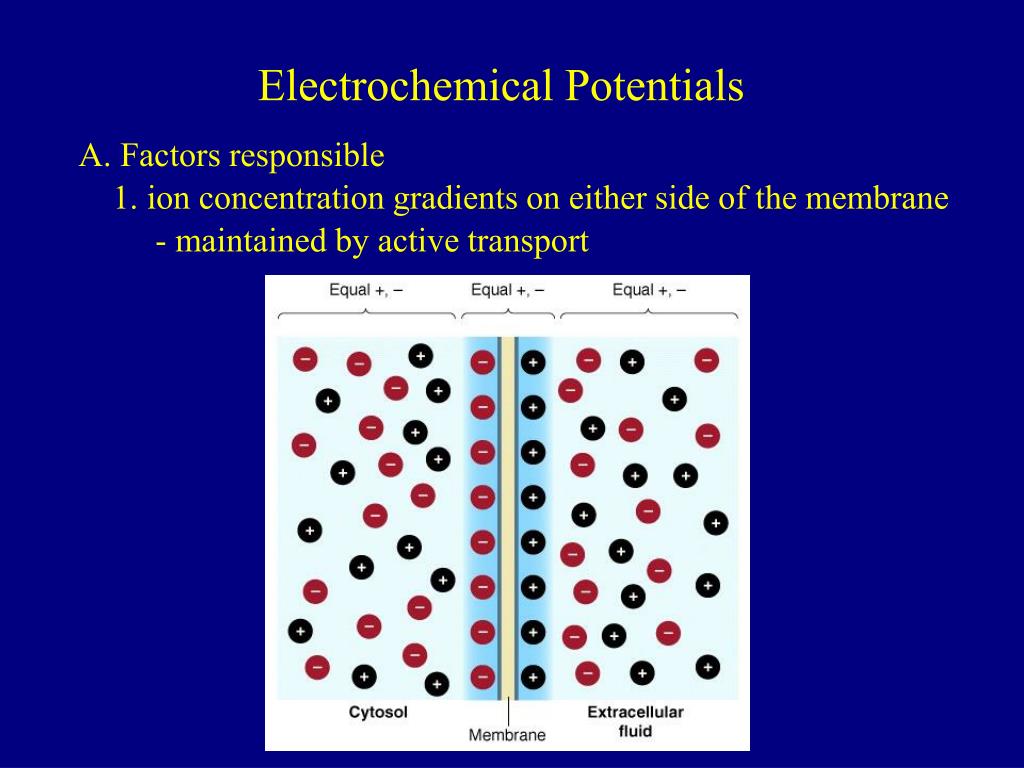 PPT Electrochemical Potentials PowerPoint Presentation, free download