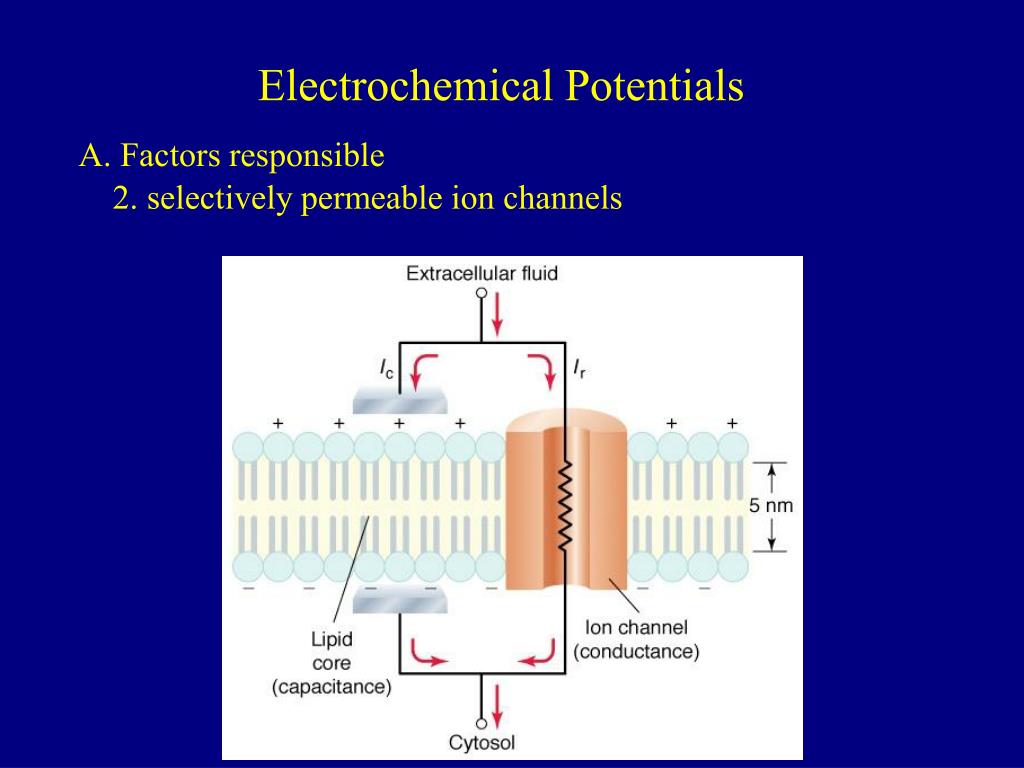 PPT Electrochemical Potentials PowerPoint Presentation, free download
