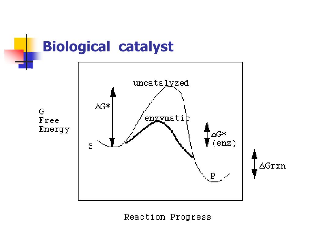 PPT ENZYME PowerPoint Presentation, free download ID4388571
