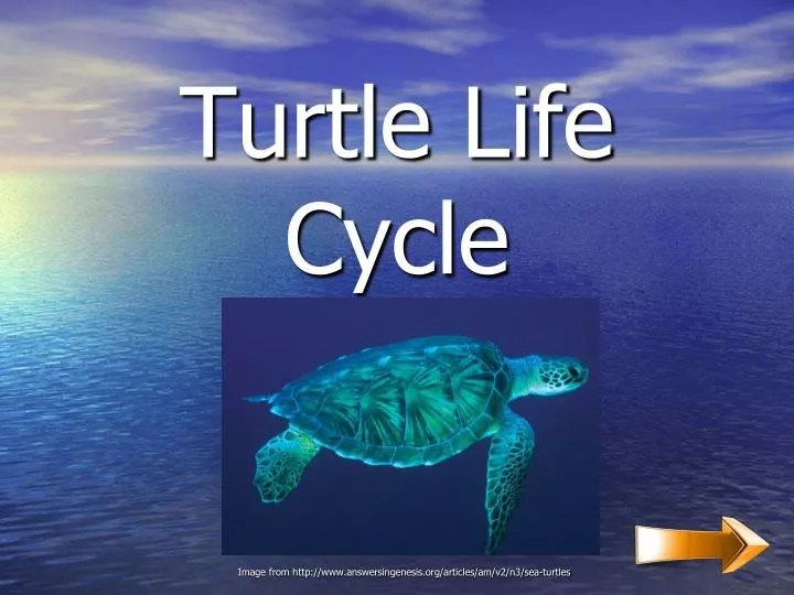 PPT Turtle Life Cycle PowerPoint Presentation, free