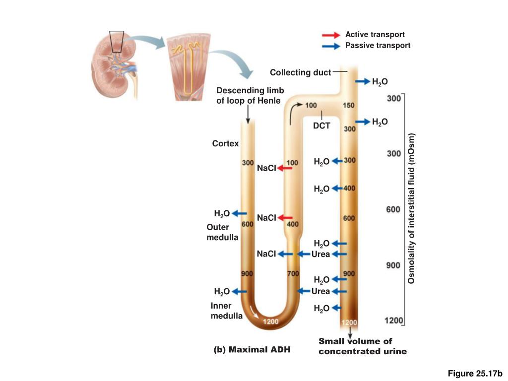 PPT Tubular Reabsorption PowerPoint Presentation, free download ID