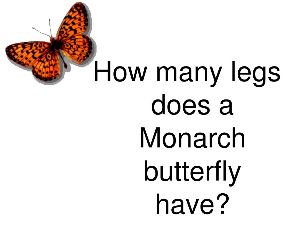 PPT Butterfly Facts PowerPoint Presentation, free download ID4397261