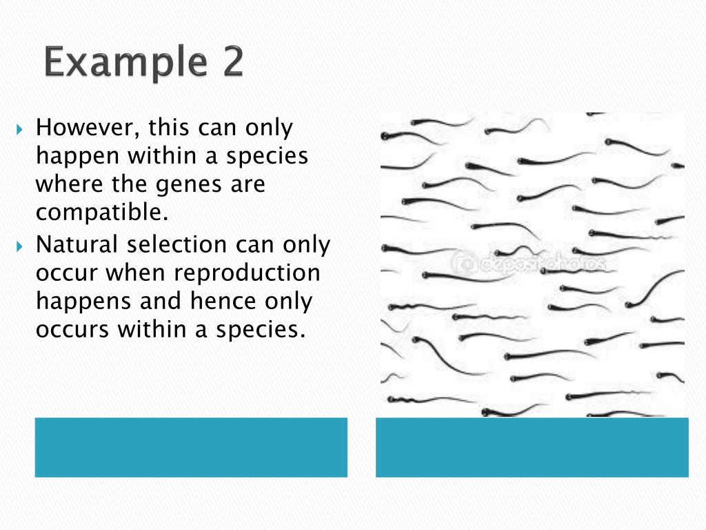 PPT Artificial Selection PowerPoint Presentation, free download ID4413283