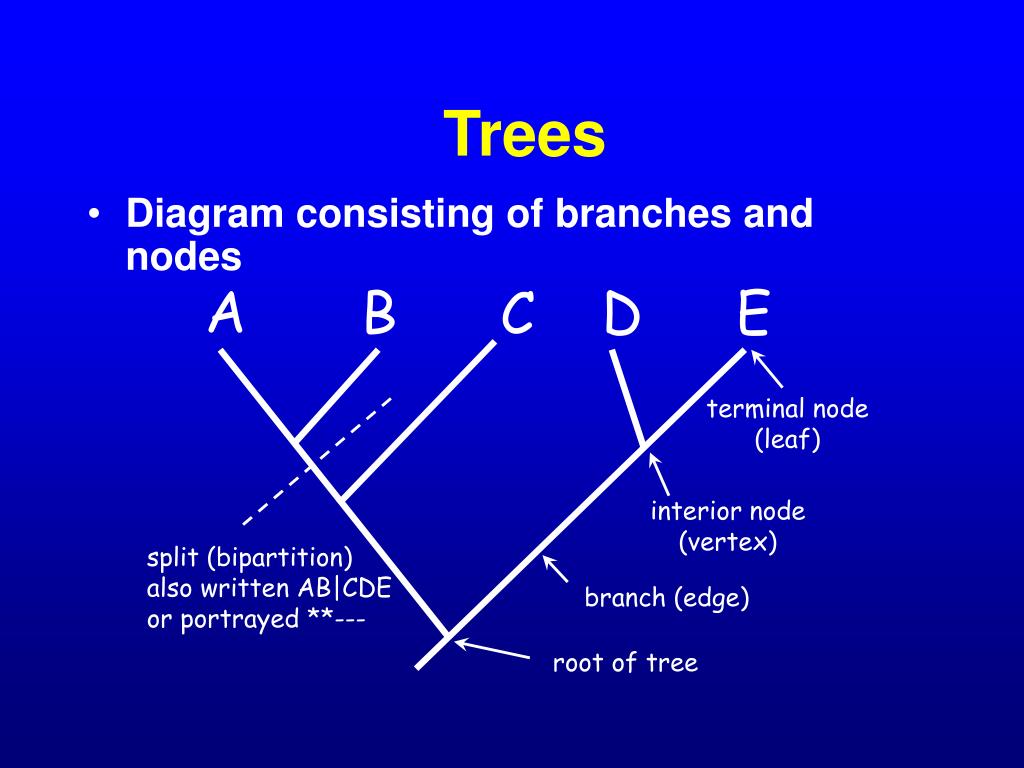 PPT Plastid genomes PowerPoint Presentation, free download ID4415344