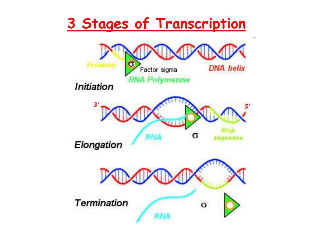 PPT Protein SynthesisTranscription PowerPoint Presentation, free