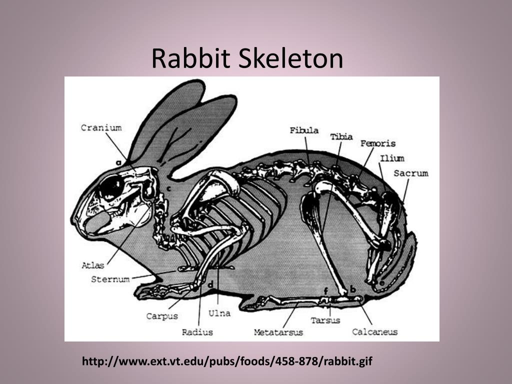 PPT External Features, Bones & Internal Organs