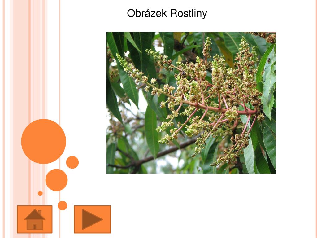 PPT Mango, Eva Krestová , KMD FreeDeK PowerPoint Presentation, free