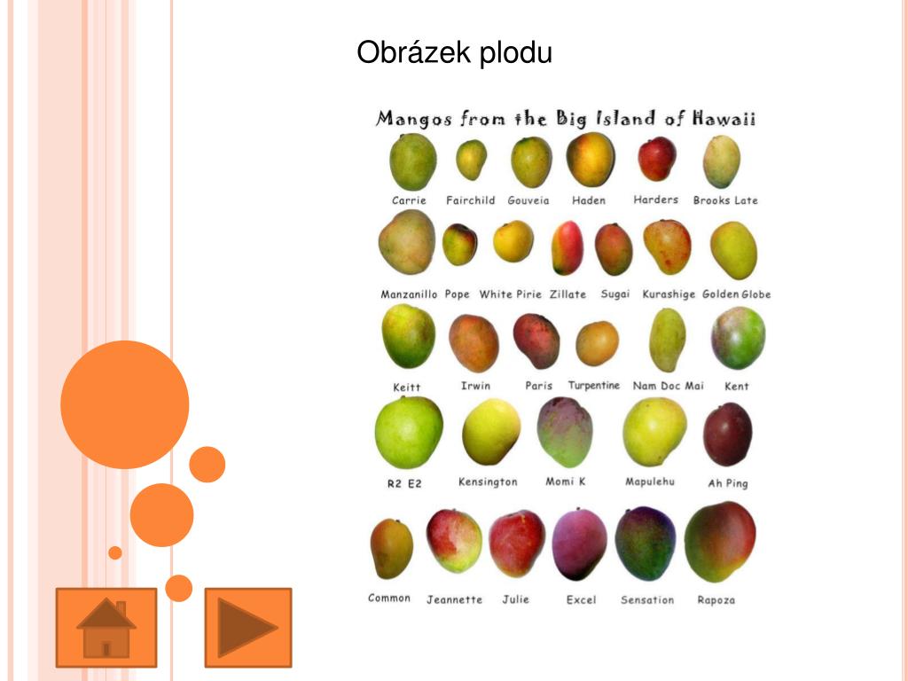 PPT Mango, Eva Krestová , KMD FreeDeK PowerPoint Presentation, free