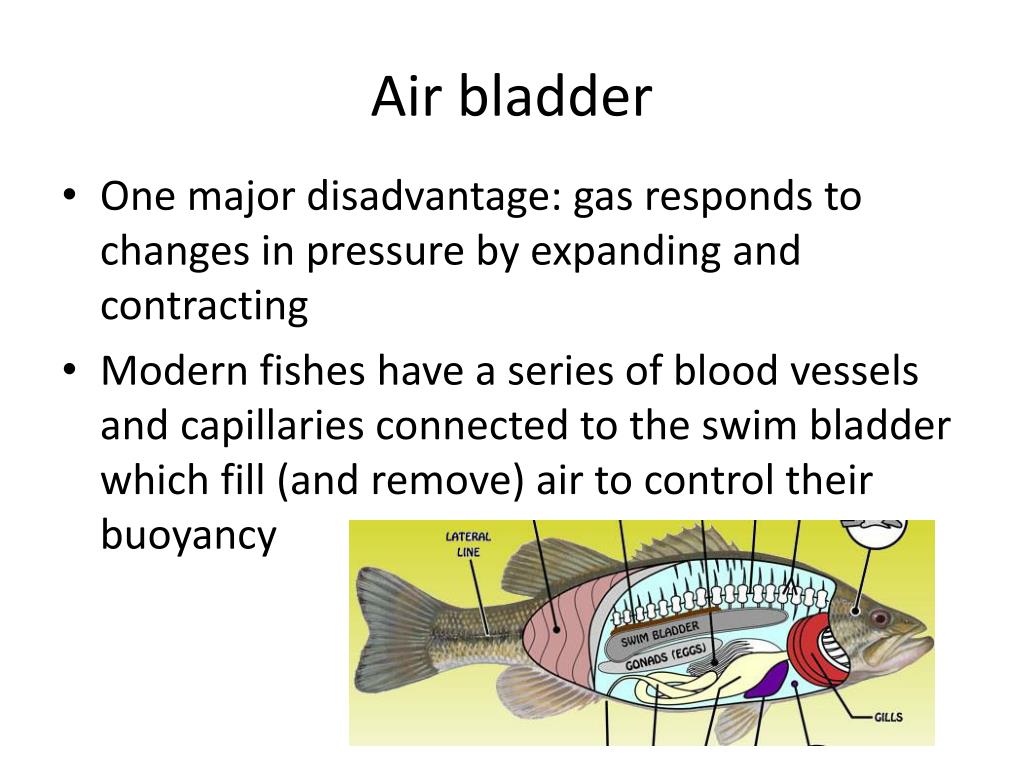 PPT Bony vs Cartilaginous Fish PowerPoint Presentation, free download